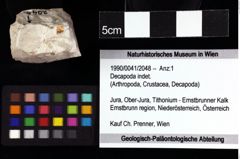 Foto (Objket + Etiketten) von Decapoda indet. 